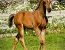 2019 mashado v april h3h6644