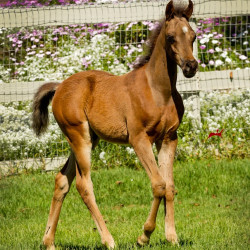 2019 mashado v april h3h6644
