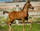 2019 mashado v april h3h6769