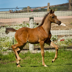 2019 mashado v april h3h6769