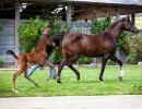 2020 madame jullyen v filly 1949 4