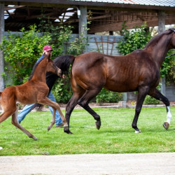 2020 madame jullyen v filly 1949 4