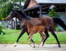 2020 madame jullyen v filly 1958 4