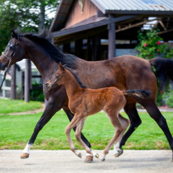 2020 madame jullyen v filly 1958 4