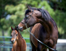 2020 madame jullyen v filly 2002 4