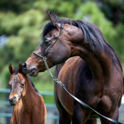 2020 madame jullyen v filly 2002 4