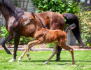 2020 madame jullyen v filly 2009 4