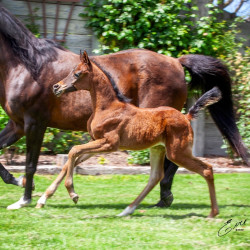 2020 madame jullyen v filly 2009 4