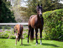 2020 madame jullyen v filly 2041 4