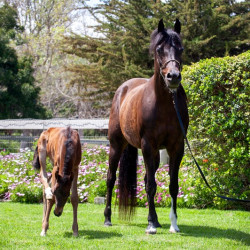 2020 madame jullyen v filly 2041 4
