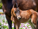 2020 madame jullyen v filly 2057 4