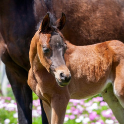 2020 madame jullyen v filly 2057 4