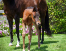 2020 madame jullyen v filly 2064 4