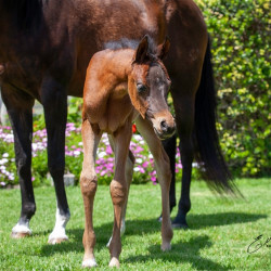 2020 madame jullyen v filly 2064 4