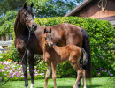 2020 madame jullyen v filly 2081 4