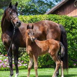 2020 madame jullyen v filly 2081 4