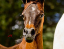 2017 misty morn filly by kahil h3h5959