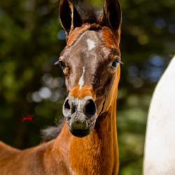 2017 misty morn filly by kahil h3h5959
