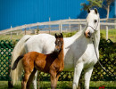 misty morn and filly by kahil h3h5612