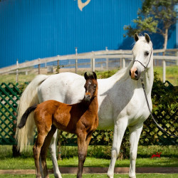 misty morn and filly by kahil h3h5612