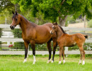 2017majors tiffany and colt h3h5319