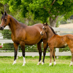 2017majors tiffany and colt h3h5319