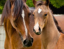 2017majors tiffany and colt h3h5382