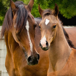 2017majors tiffany and colt h3h5382