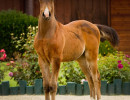 2017majors tiffany colt h3h5030