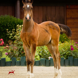 2017majors tiffany colt h3h5030