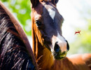 majors tiffany foal h3h4073