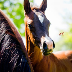 majors tiffany foal h3h4073