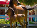majors tiffany and foal h3h4057