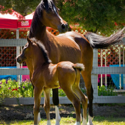 majors tiffany and foal h3h4057