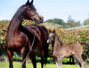 2020 majors tiffany ga and foal 10 03