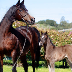 2020 majors tiffany ga and foal 10 03