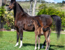 2020 majors tiffany ga and foal 2 03
