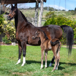 2020 majors tiffany ga and foal 2 03