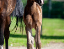 2020 majors tiffany ga and foal 3 03