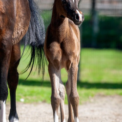 2020 majors tiffany ga and foal 3 03
