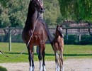 2020 majors tiffany ga and foal 4 03