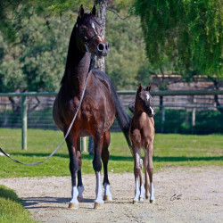 2020 majors tiffany ga and foal 4 03