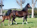 2020 majors tiffany ga and foal 5 03