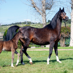 2020 majors tiffany ga and foal 5 03