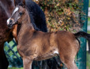 2020 majors tiffany ga and foal 6 03