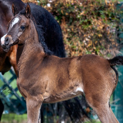 2020 majors tiffany ga and foal 6 03
