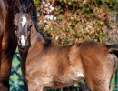 2020 majors tiffany ga and foal 7 03