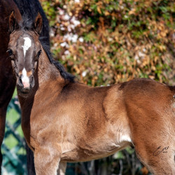 2020 majors tiffany ga and foal 7 03