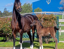 2020 majors tiffany ga and foal 8 03