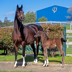 2020 majors tiffany ga and foal 8 03